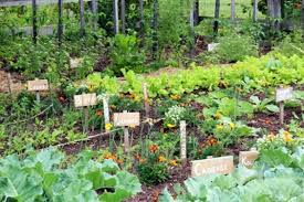 Image result for simple backyard plant garden