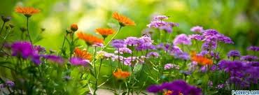 Image result for wildflowers cover photo