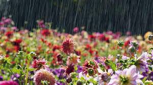 Image result for flowers in the rain