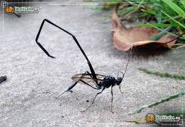 Image result for american pelecinid wasp