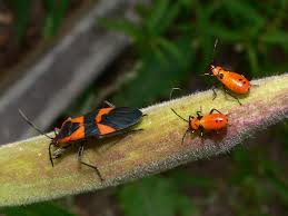 Image result for do milkweed bugs stay out in the winter