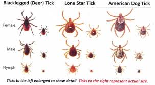Image result for ticks